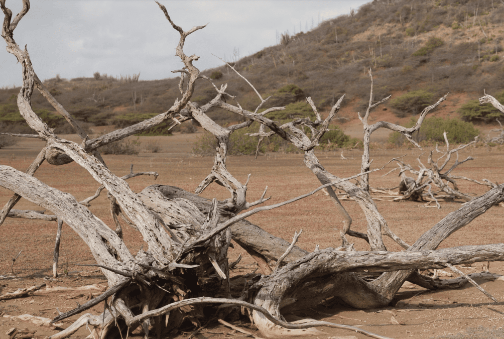 Ontdek de Curaçaose archeologie – Funderend Onderwijs